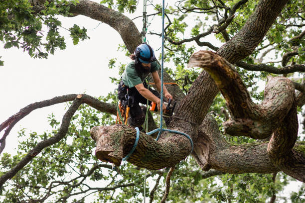 Best Emergency Tree Removal  in Leonia, NJ